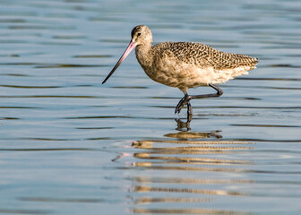 A non-breeding migratory adult Marbled Godwit (Limosa fedoa) is wading in the water off the coast of Florida. The image details the long upturned bill, dark long-legs, and marbled coloration. - obrazy, fototapety, plakaty