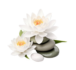 Fototapeta na wymiar Spa stones and white lotus flowers isolated on transparent background 