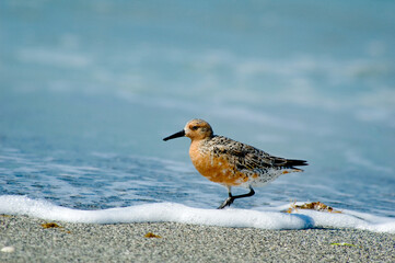 A Red Knot in breeding plumage, Calidris canutus, was spotted on a Florida beach. The photo shows its identifying marks, including plumage coloration, a stout dark beak, a dark eye, and a plump body.
