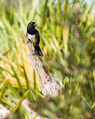 Pipilio erythrophthalmus, or the Eastern Towhee, is a large and strikingly colorful sparrow. This male bird was photographed perched on a tree stump in the scrub habitat of Oscar Scherer State Park.