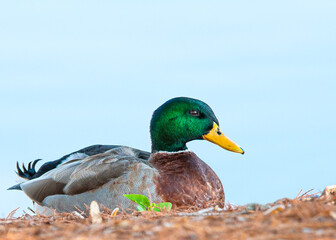 A male mallard duck (Anas platyrhynchos) on the shore of a lake. Its head is an iridescent green...