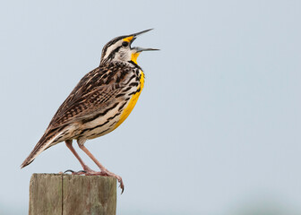 An Eastern Meadowlark (Sturnella magna) singing atop a fence post at Kissimmee Prairie Preserve,...