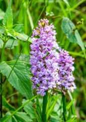 Close-up photo of the flower spikes of Lesser Purple Fringed Orchid, Platanthera psycodes, with showy fringed purple lavender petals and blurred foliage in the background.