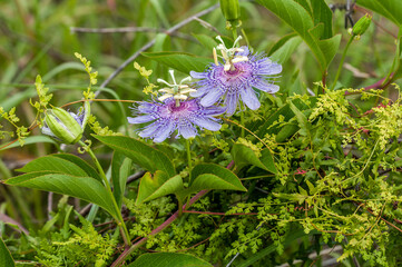Three Purple Passionflowers; two are in bloom, while the third one is starting to open details the intricate structure of the petals, sepals, and the central crown.  Photo taken in central Florida. 