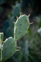 cactus leaf and long thorns it. Opuntia humifusa. 