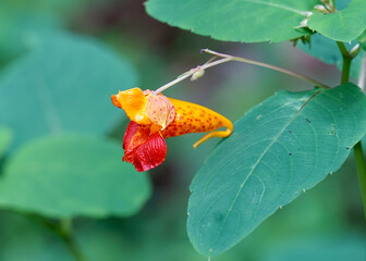 Side view of Jewelweed, Impatiens capensis. The showy flower is orange with red spots and a nectar...