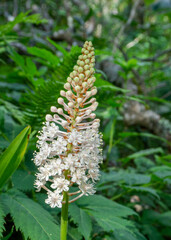 Fly or Crow Poison, Amianthium muscitoxicum, with a spike of creamy white flowers and buds. Close-up photo of the flower spike with green foliage in the background. 
