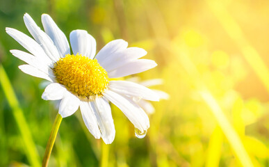Chamomile or Chamomile flower with a drop of water on a petal after rain and sun glare