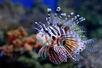 Devil firefish close-up photo, lionfish, red lionfish