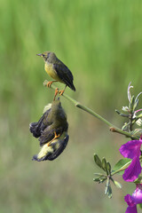 Naklejka premium Young Olive-backed sunbirds , waiting for food