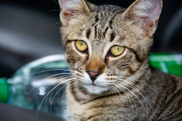 Portrait of a gray striped cat