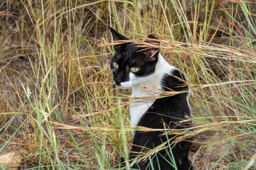 A black and white cat in nature