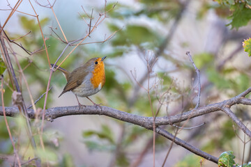 The European robin (Erithacus rubecula), small insectivorous passerine bird.