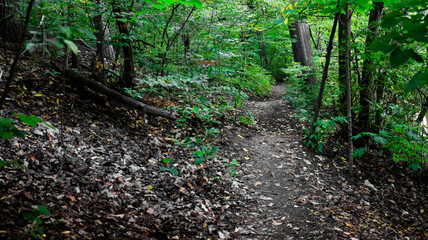 Pathway into the Forest