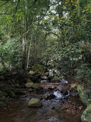 stream in the forest