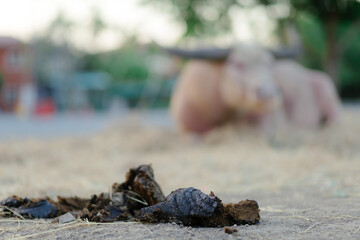 Buffalo dung can be used to make organic fertilizer for trees to grow well.