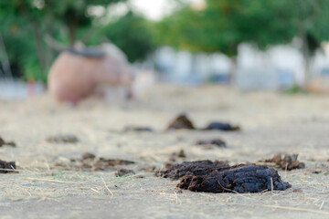 Fresh buffalo manure on the ground can be used to make organic fertilizer.
