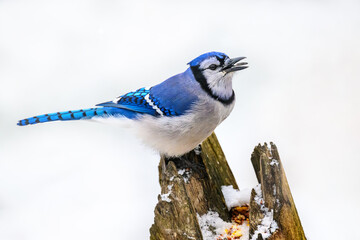 Bluejays at our feeder during an Autumn Snow in Windsor in Broome County in Upstate NY.  Colorful...