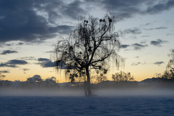 Silhouette of a tree in winter landscape with fog in blue hour 