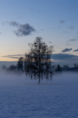 Silhouette of a tree in winter landscape with fog in blue hour 