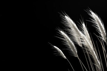 Ethereal Whispers: White Mountain Grass Against a Dark Backdrop.