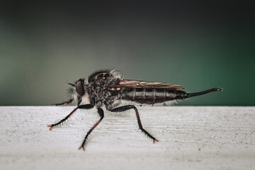 macro of a fly