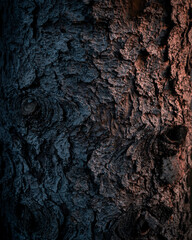 bark of a tree