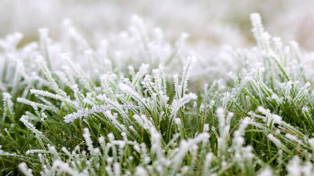 frozen plants