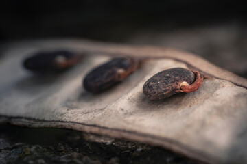 Bean pod in macro