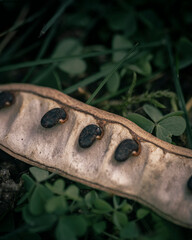 Seed pod of a tree on clovers