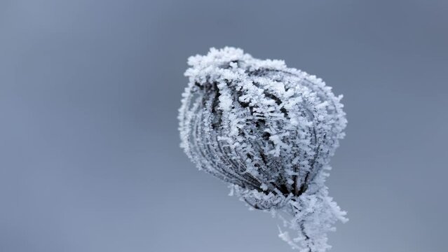 frozen plants