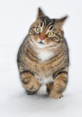 Pet cat running towards the camera at speed in the snow