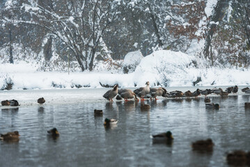 Zimowy krajobraz w parku w Pszczynie, śląsk  © Elżbieta Kaps