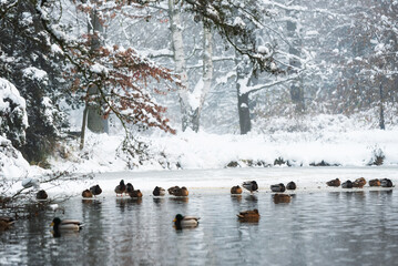 Zimowy krajobraz w parku w Pszczynie, śląsk  © Elżbieta Kaps