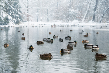 Zimowy krajobraz w parku w Pszczynie, śląsk  © Elżbieta Kaps