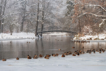 Zimowy krajobraz w parku w Pszczynie, śląsk  © Elżbieta Kaps