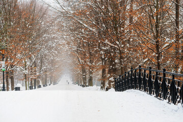 Zimowy krajobraz w parku w Pszczynie, śląsk  © Elżbieta Kaps