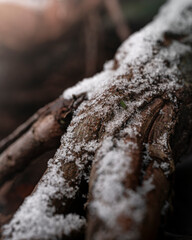 snow on the tree roots