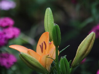 Salmon lily on the background of large green leaves and small purple flowers