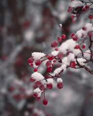 red berries on snow