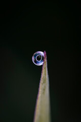 Single dew drop on a blade of grass in macro