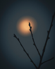 The vibrant red moon shines behind foreground buds
