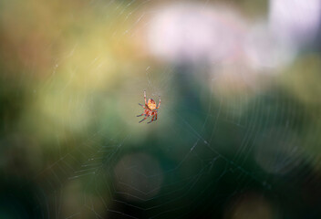 Spider floats on beautiful web