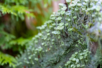 Cladonia fimbriata or the trumpet cup lichen and first snow.