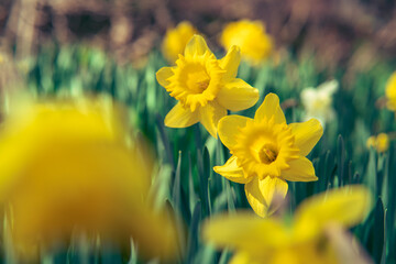 Frühlingsblumen gelbe Narzissen