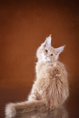 red Maine Coon Kitten on a brown background. cat portrait in photo studio