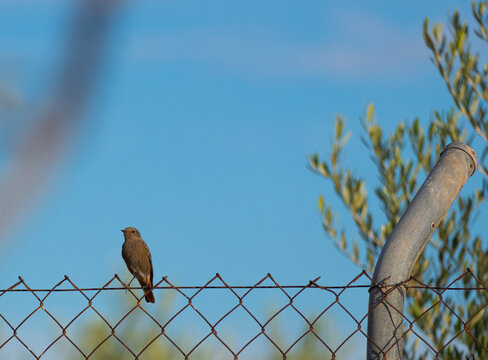 pajarito posado en el cable