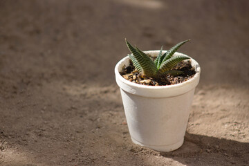 Deceptive Elegance in the Small  Po