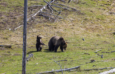 Grizzly Bear Sow and Cubs in Spring in Yellowstone National Park Wyoming