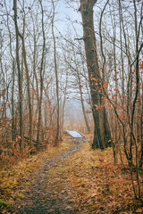 autumn in the woods